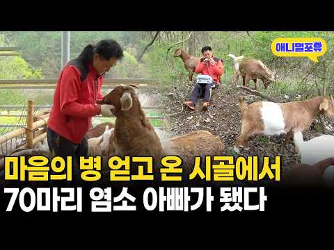 염소 70마리를 비롯한 동물 농장을 만들게 된 50대 자연인ㄷㄷㅣKBS 생생정보 200423 방송