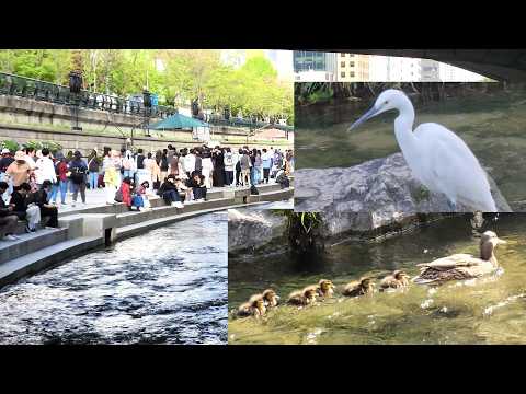 2026 봄 청계천 새끼 몰고 다니는 청둥오리 가족 인기 급상승