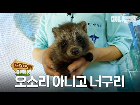 [#정ZOO행] 오소리보단 너구리가 더 귀엽지! 그치? | EP.17 #TV동물농장 #AnimalFarm #애니멀봐
